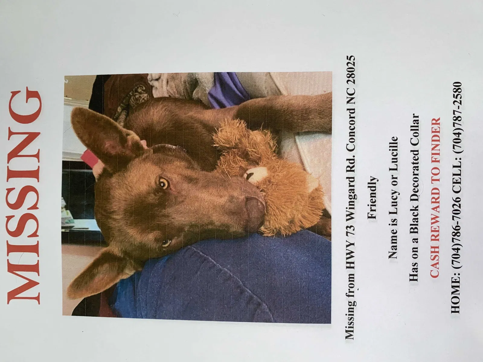 Lost dog in Concord, NC, 28025
