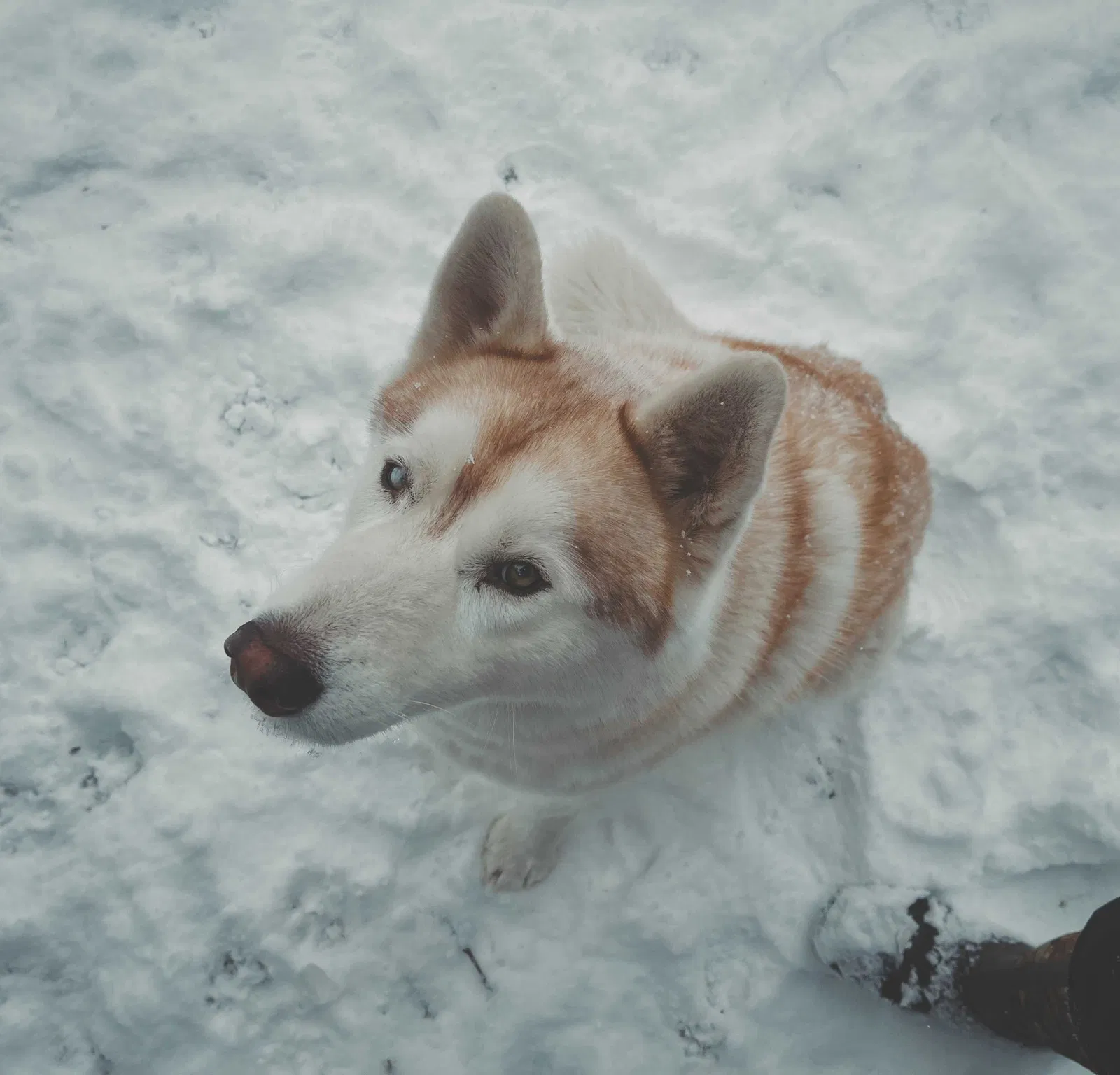 Lost dog in Osseo, MI, 49266