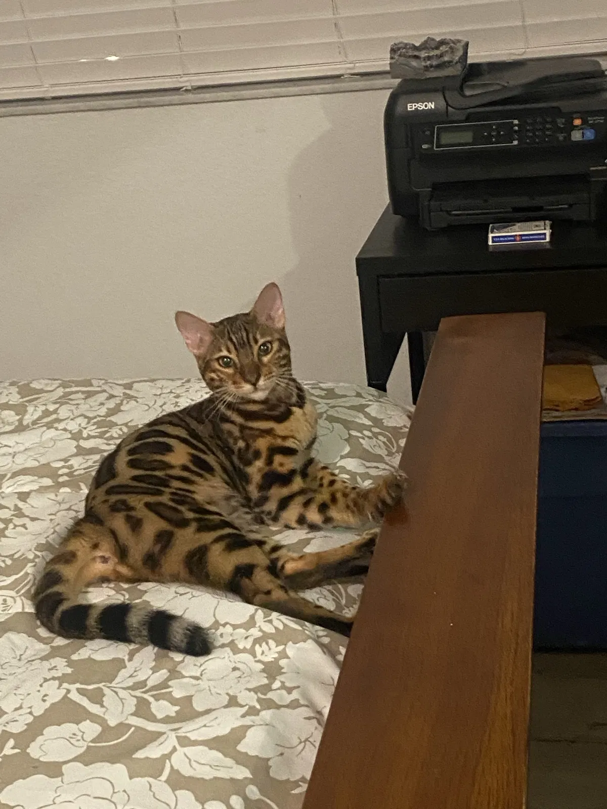 Lost cat in Pompano Beach, FL, 33069