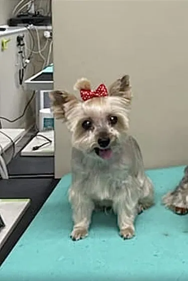 Lost dog in Darien, IL, 60561