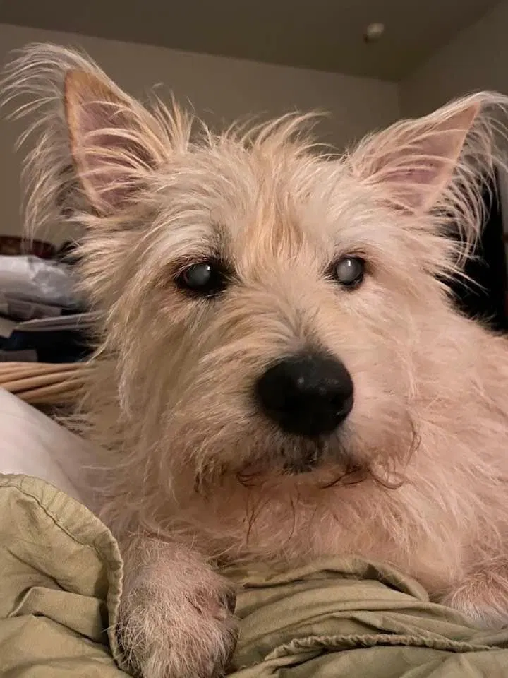 Lost dog in Keller, TX, 76244