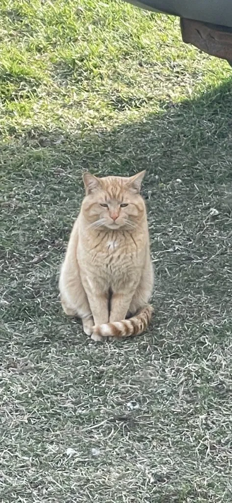 Lost cat in Rockford, IL, 61101