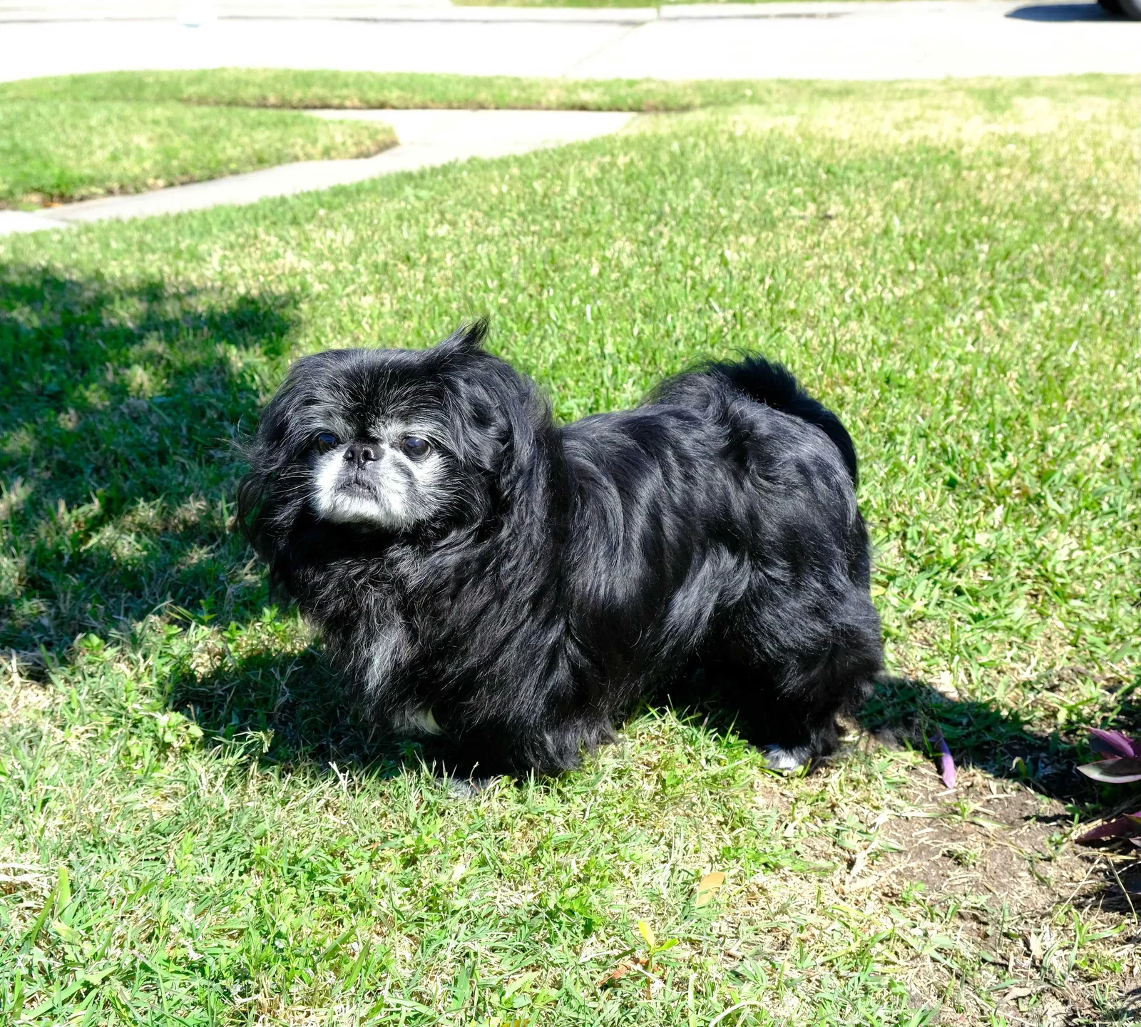 Lost dog in New Orleans, LA, 70126