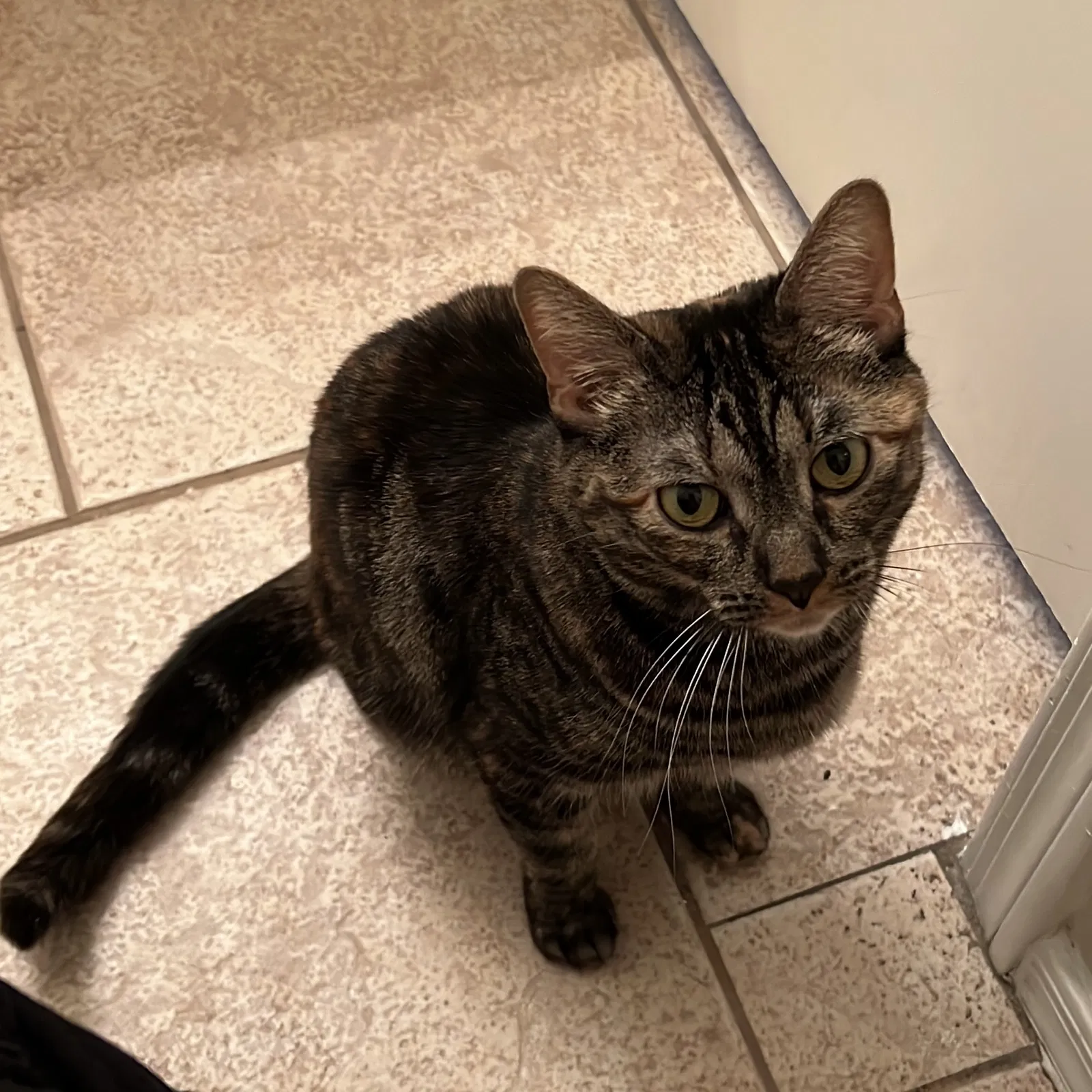 Lost cat in El Mirage, AZ, 85335