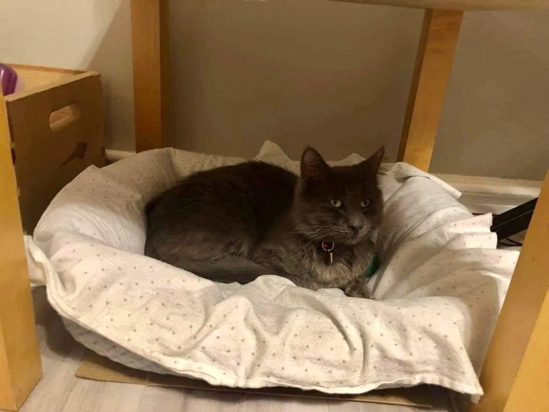 Lost cat in Hinesville, GA, 31313