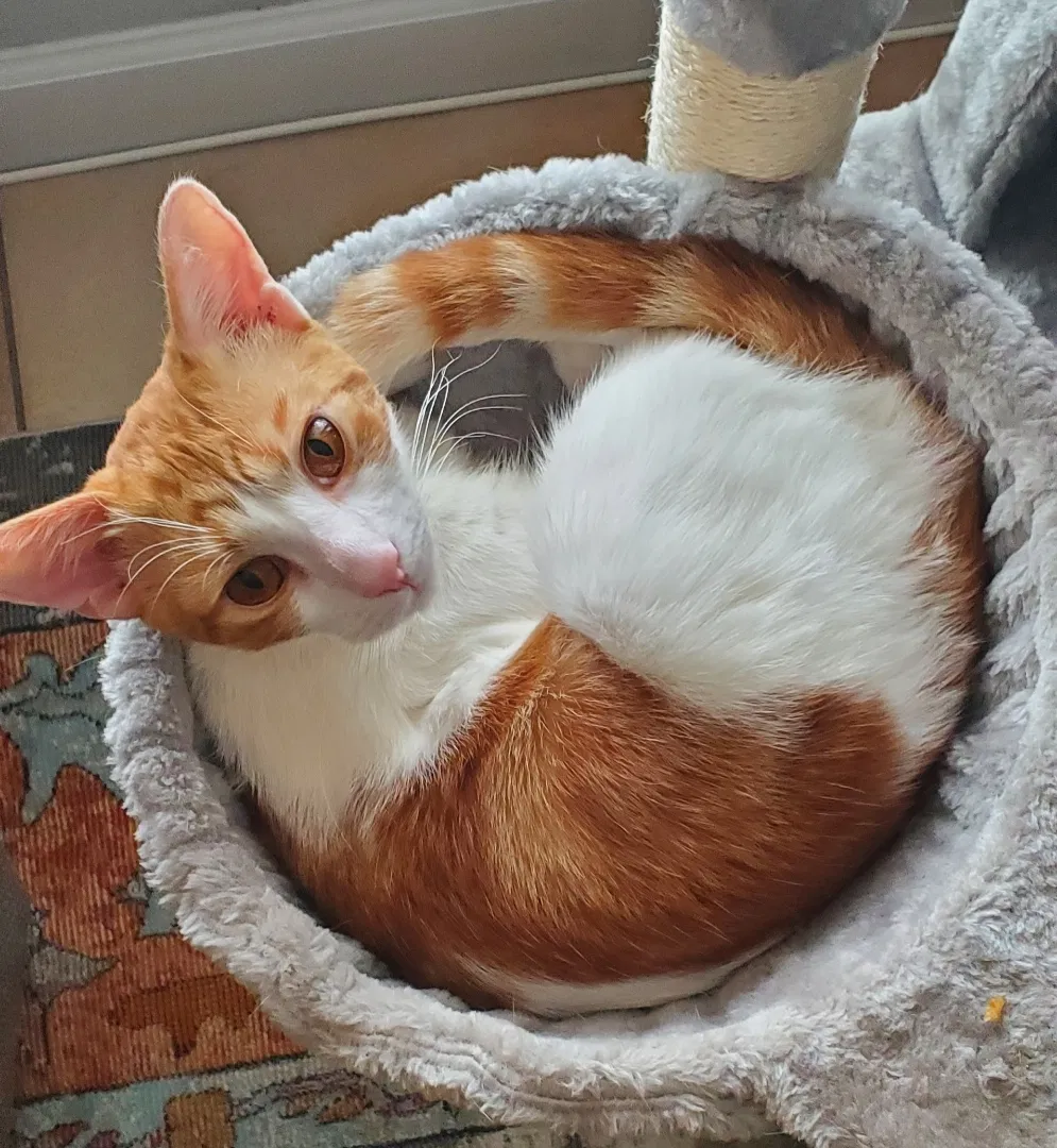 Lost cat in Satellite Beach, FL, 32937