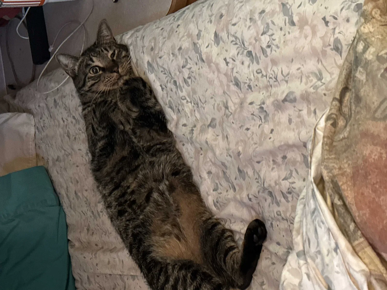 Lost cat in Fort Worth, TX, 76137