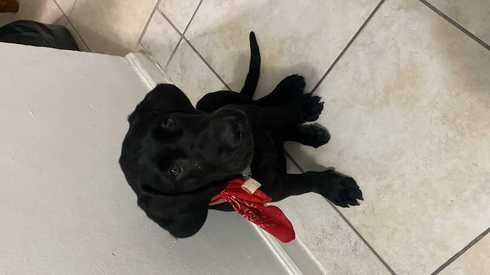 Lost dog in Miami, FL, 33157