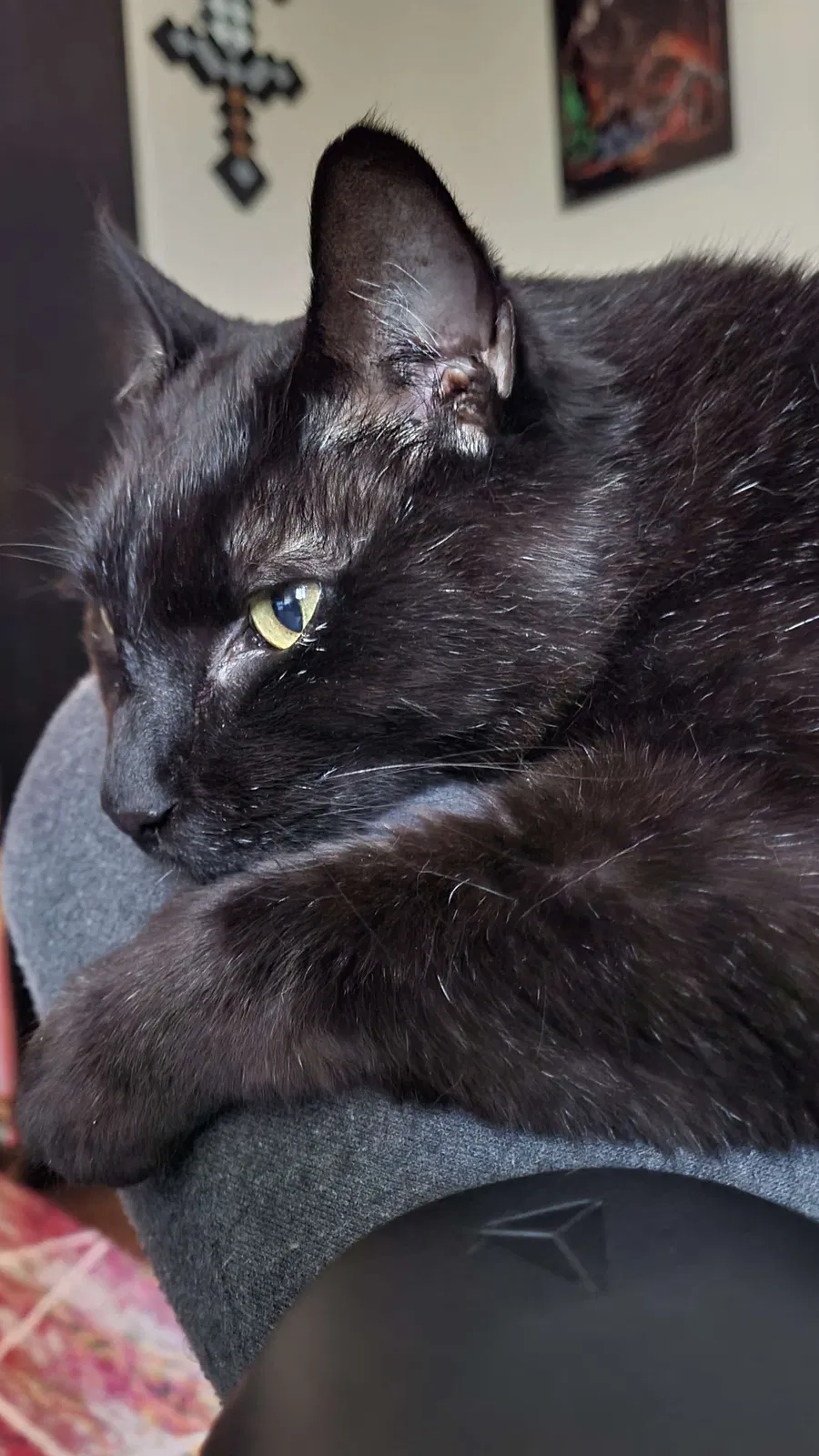 Lost cat in Middletown, MD, 21769