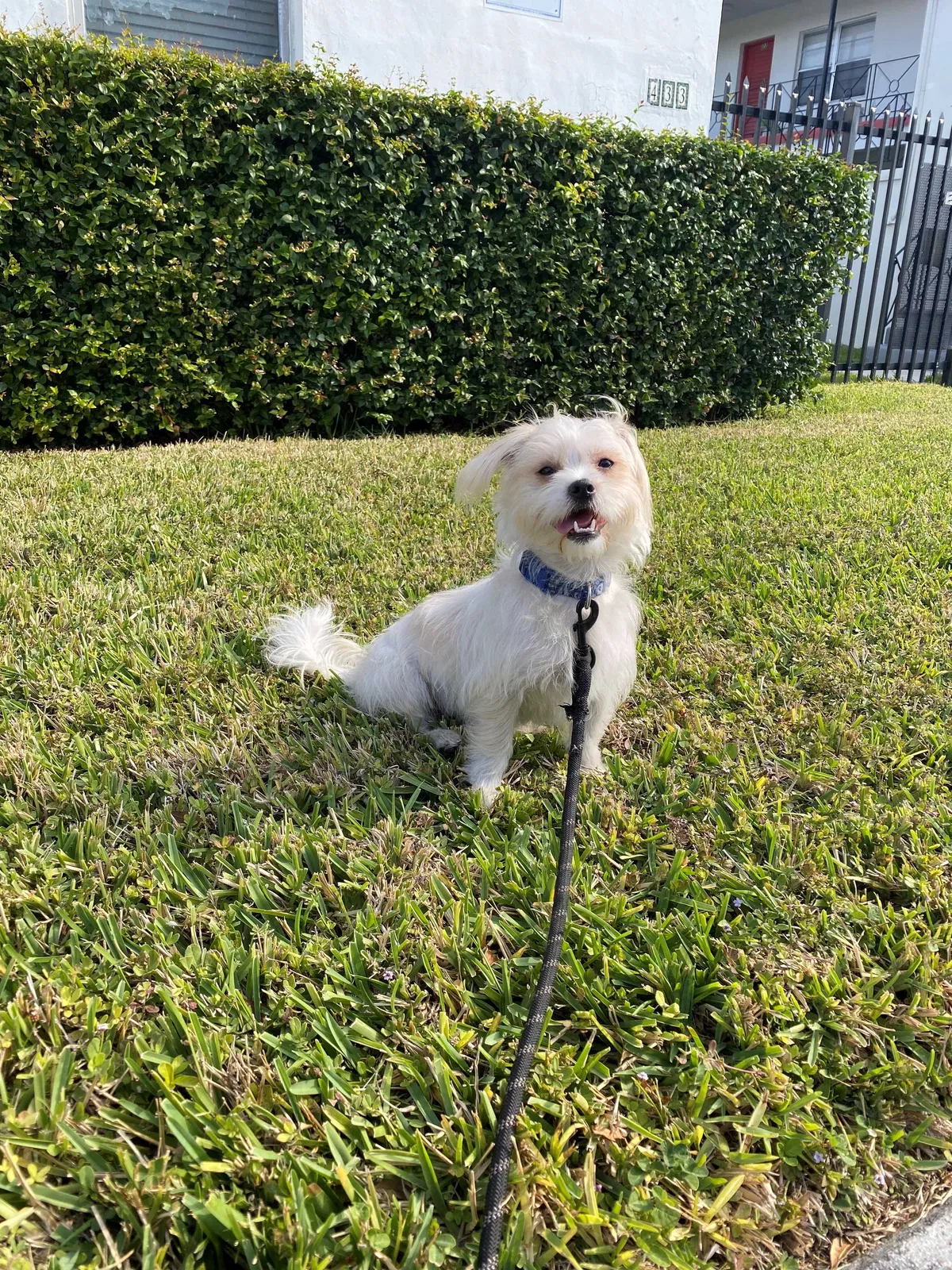 Lost dog in Miami, FL, 33168