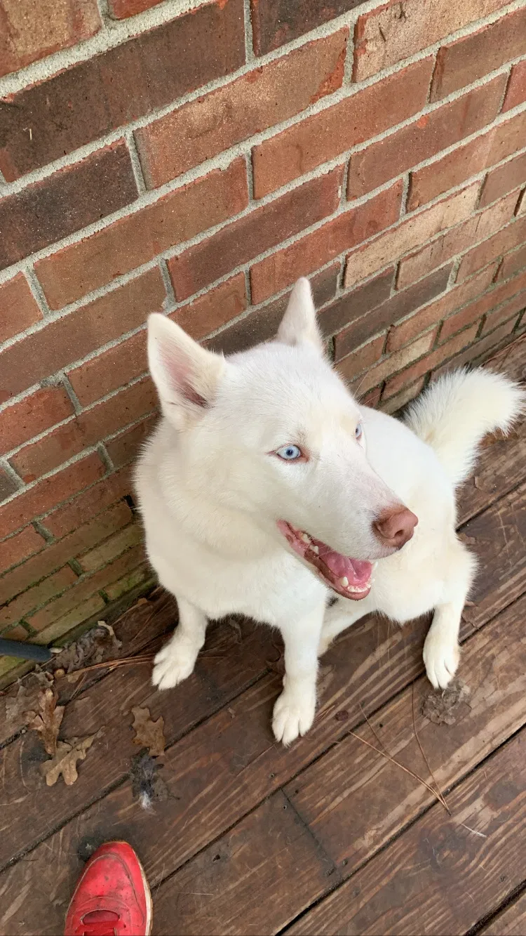 Lost dog in Columbia, SC, 29223