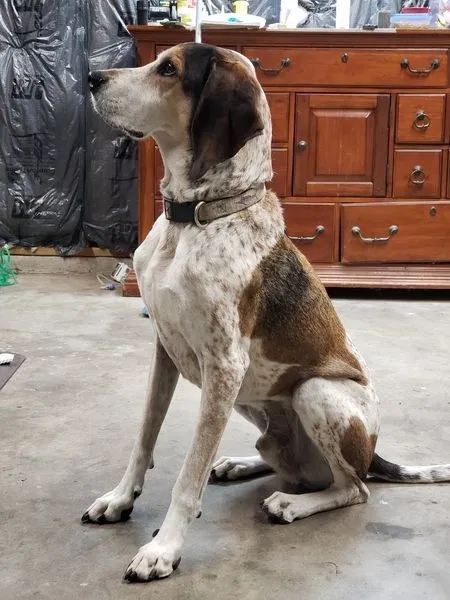 Lost dog in Cypress, TX, 77429