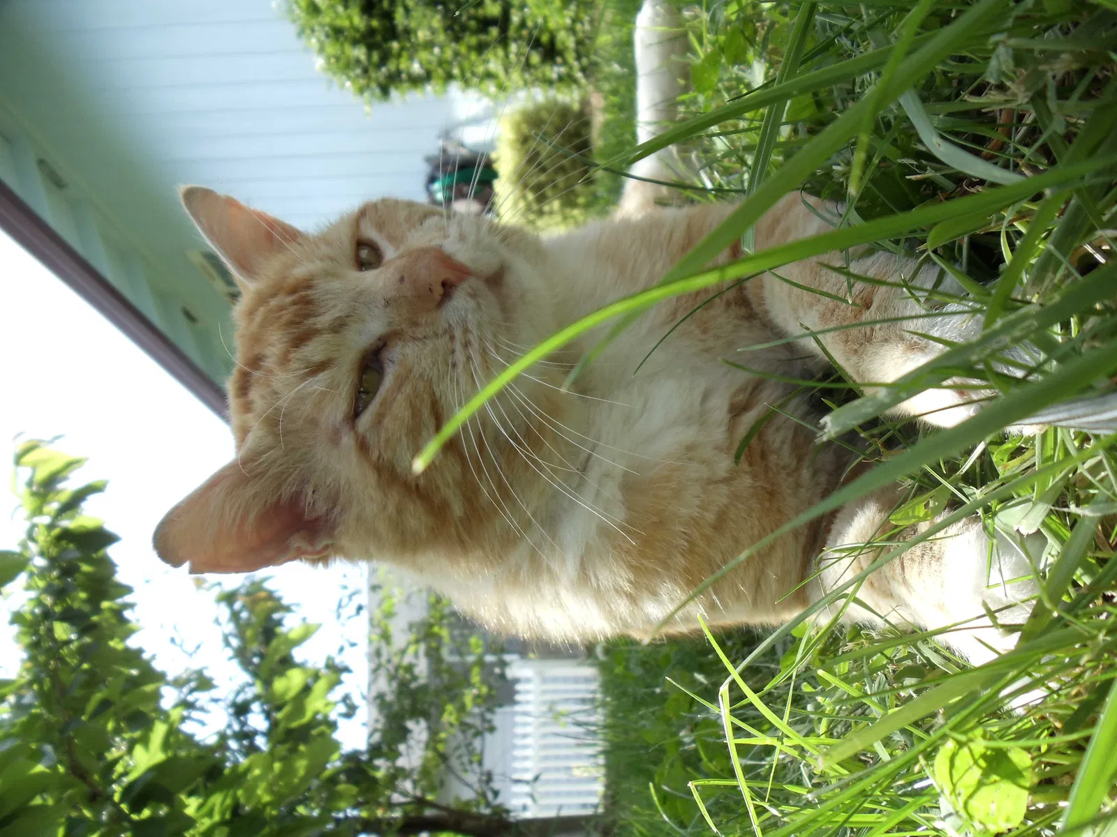 Lost cat in Battle Ground, WA, 98604