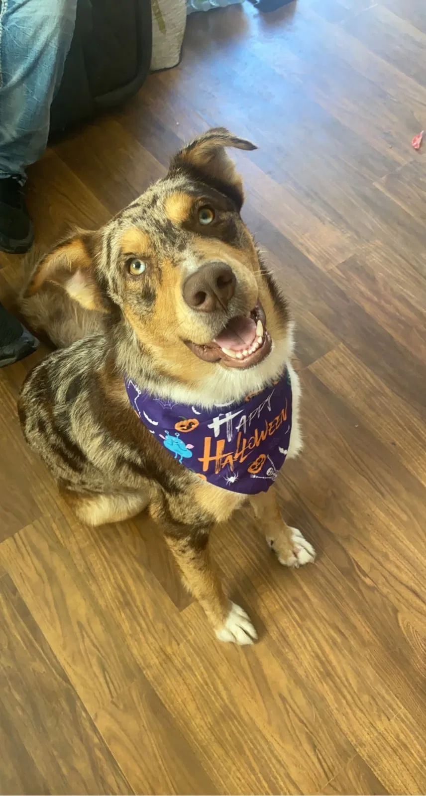 Lost dog in Delhi, CA, 95315