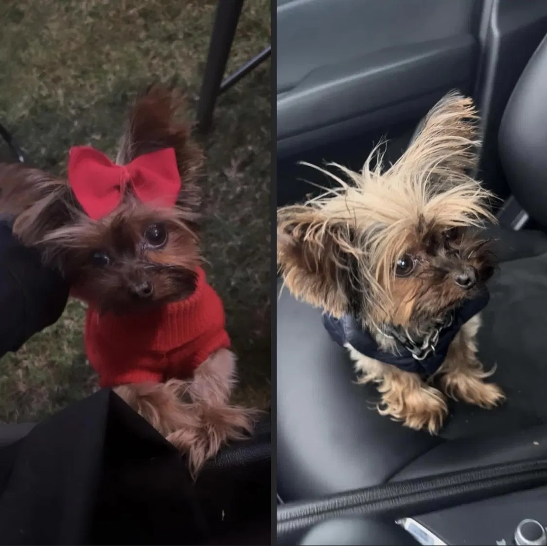 Lost dog in Chula Vista, CA, 91911
