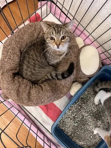 Lost cat in Unknown, OK, 730003