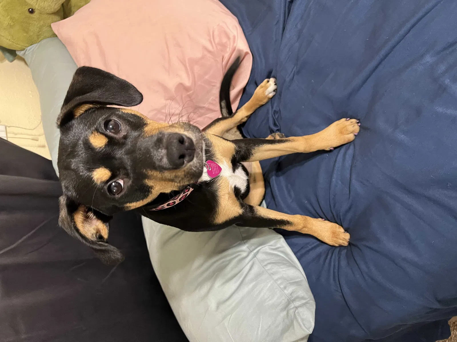 Lost dog in Houston, TX, 77089