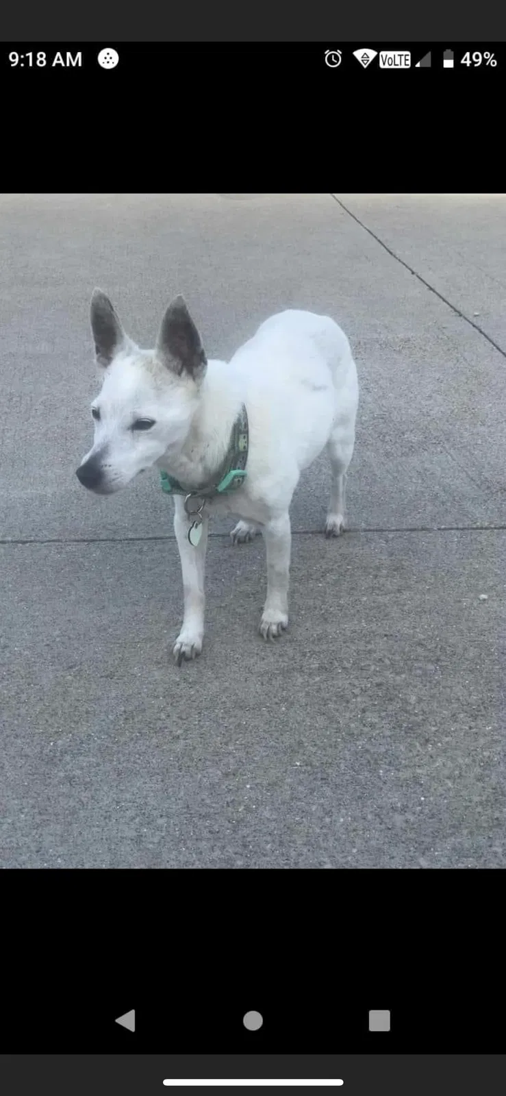 Lost dog in Baltimore, OH, 43105