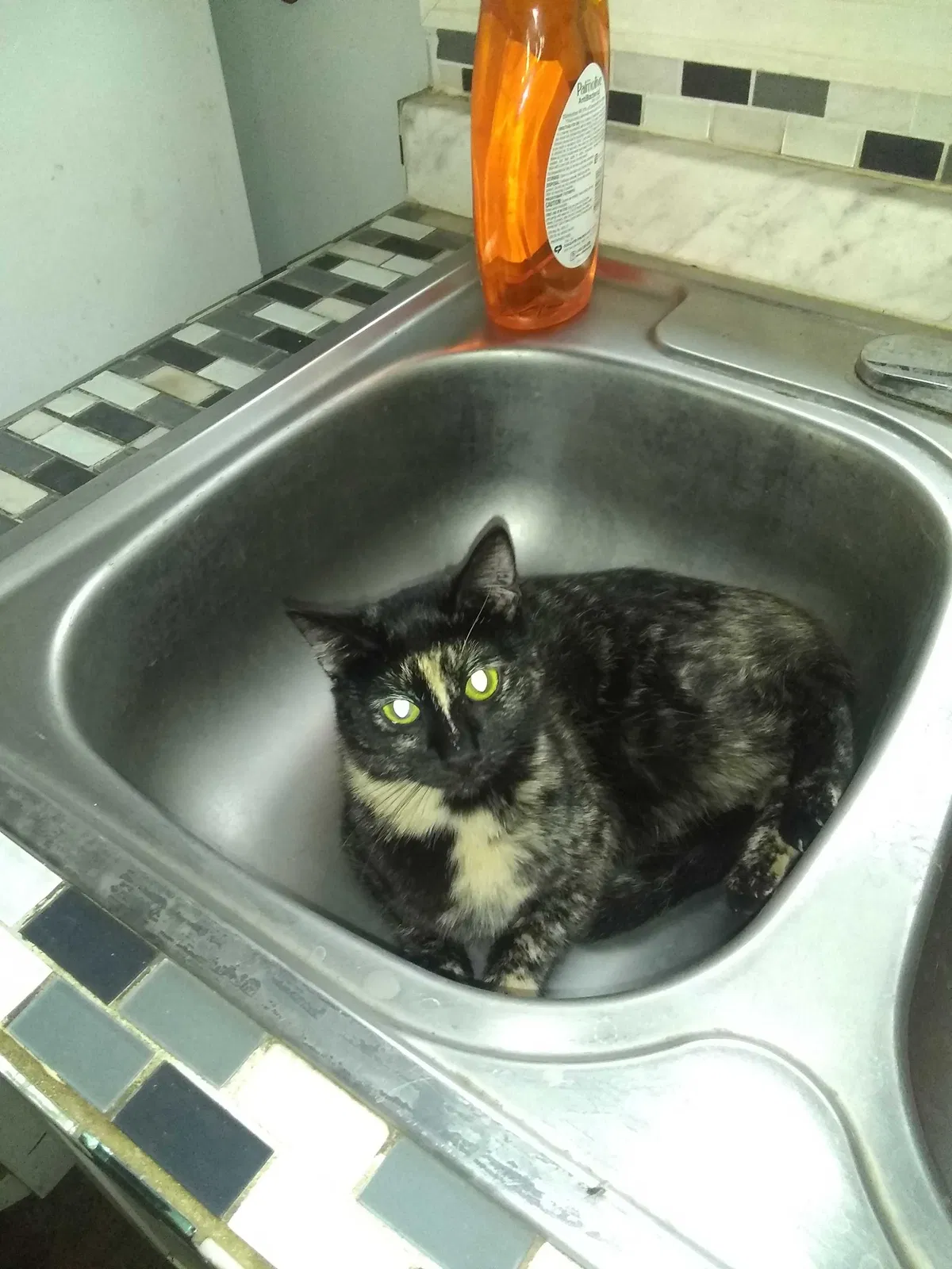 Lost cat in Pueblo, CO, 81004