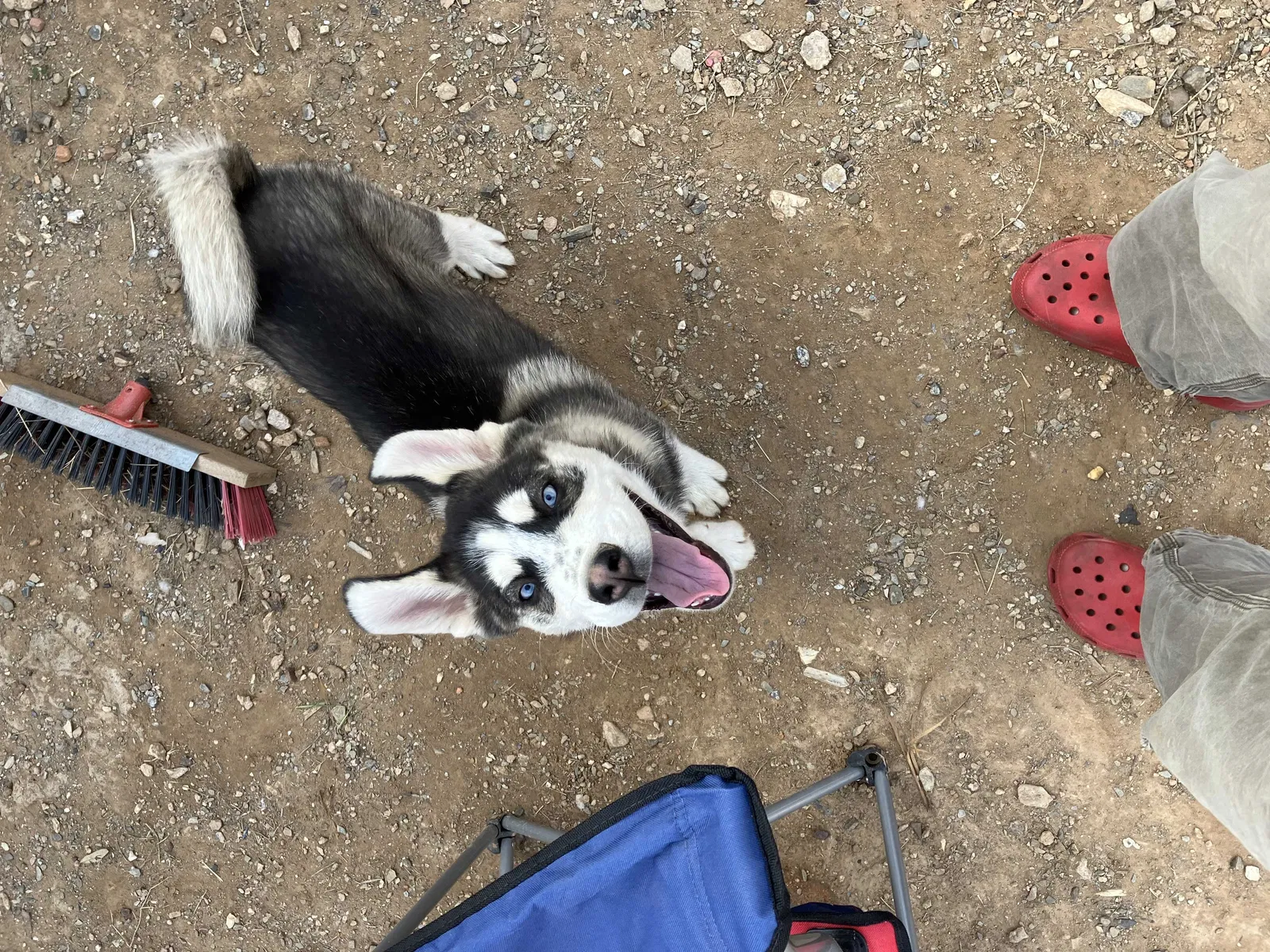 Lost dog in Phoenix, AZ, 85020