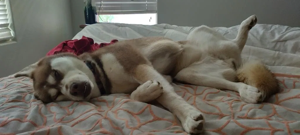 Lost dog in Phoenix, AZ, 85020