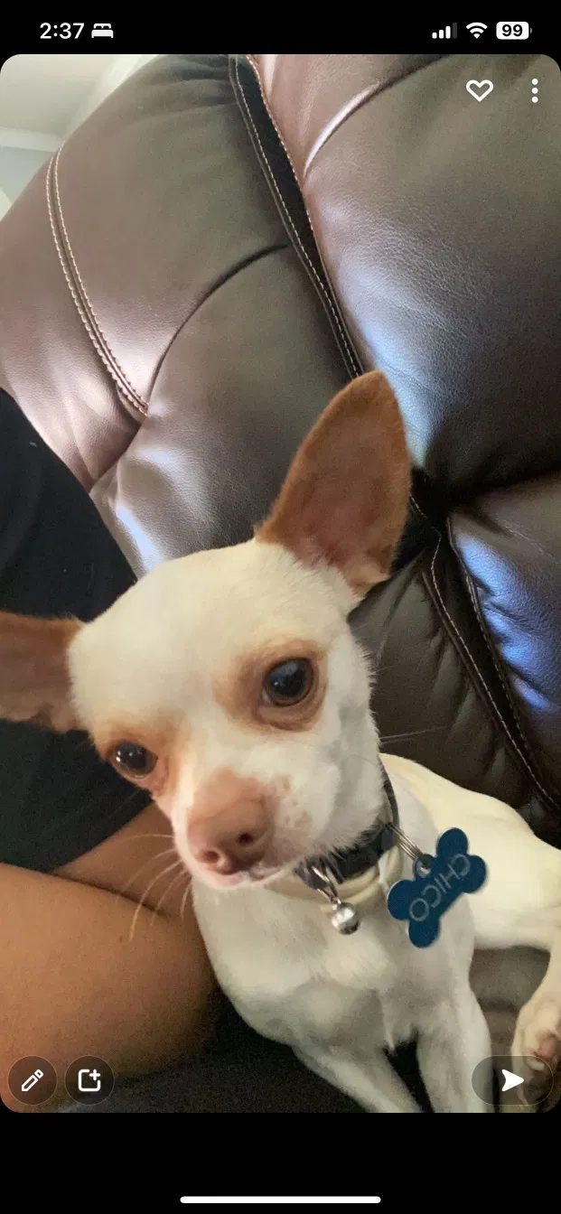 Lost dog in Statesville, NC, 28625