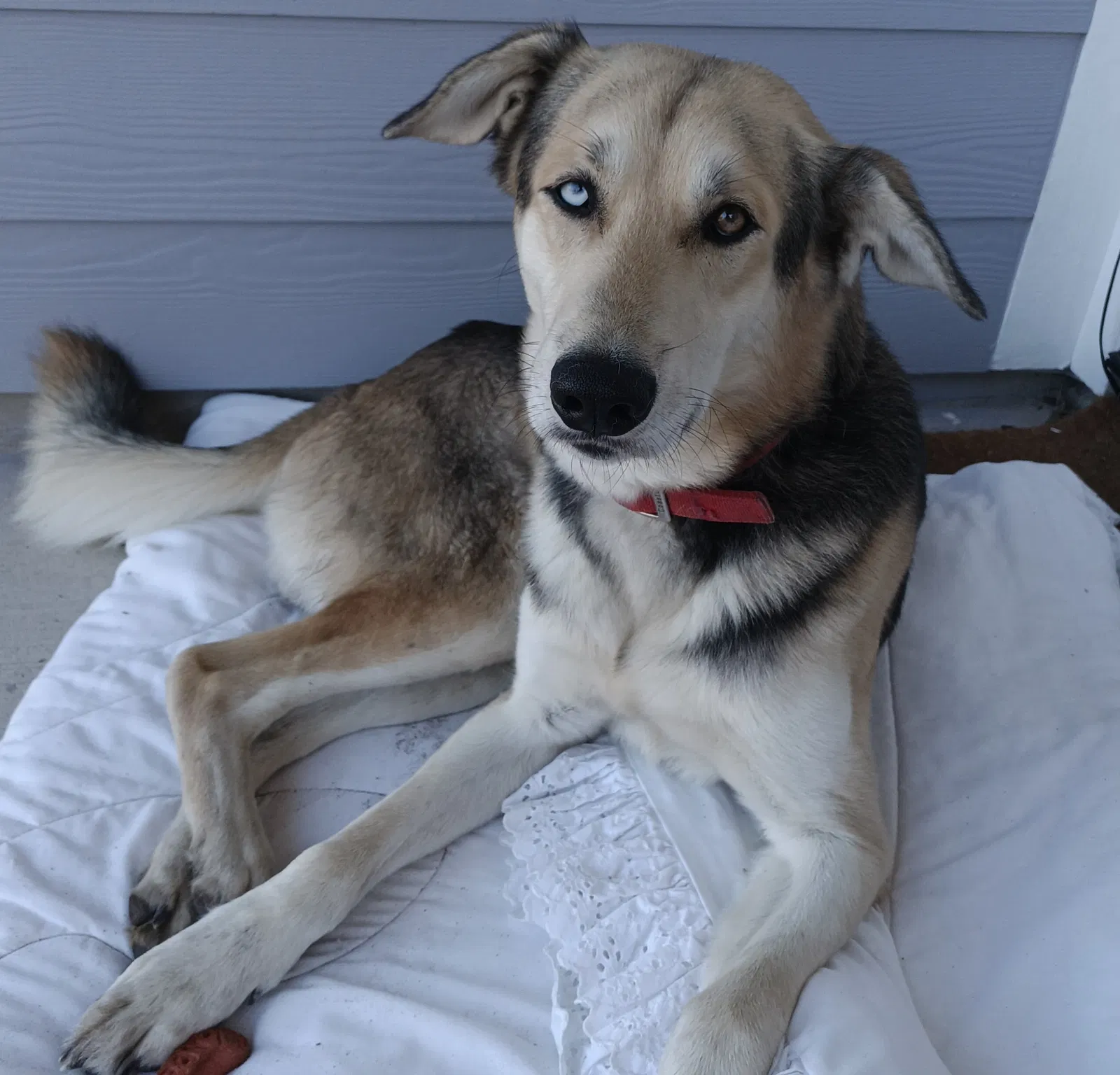 Found dog in Greenville, TX, 75401