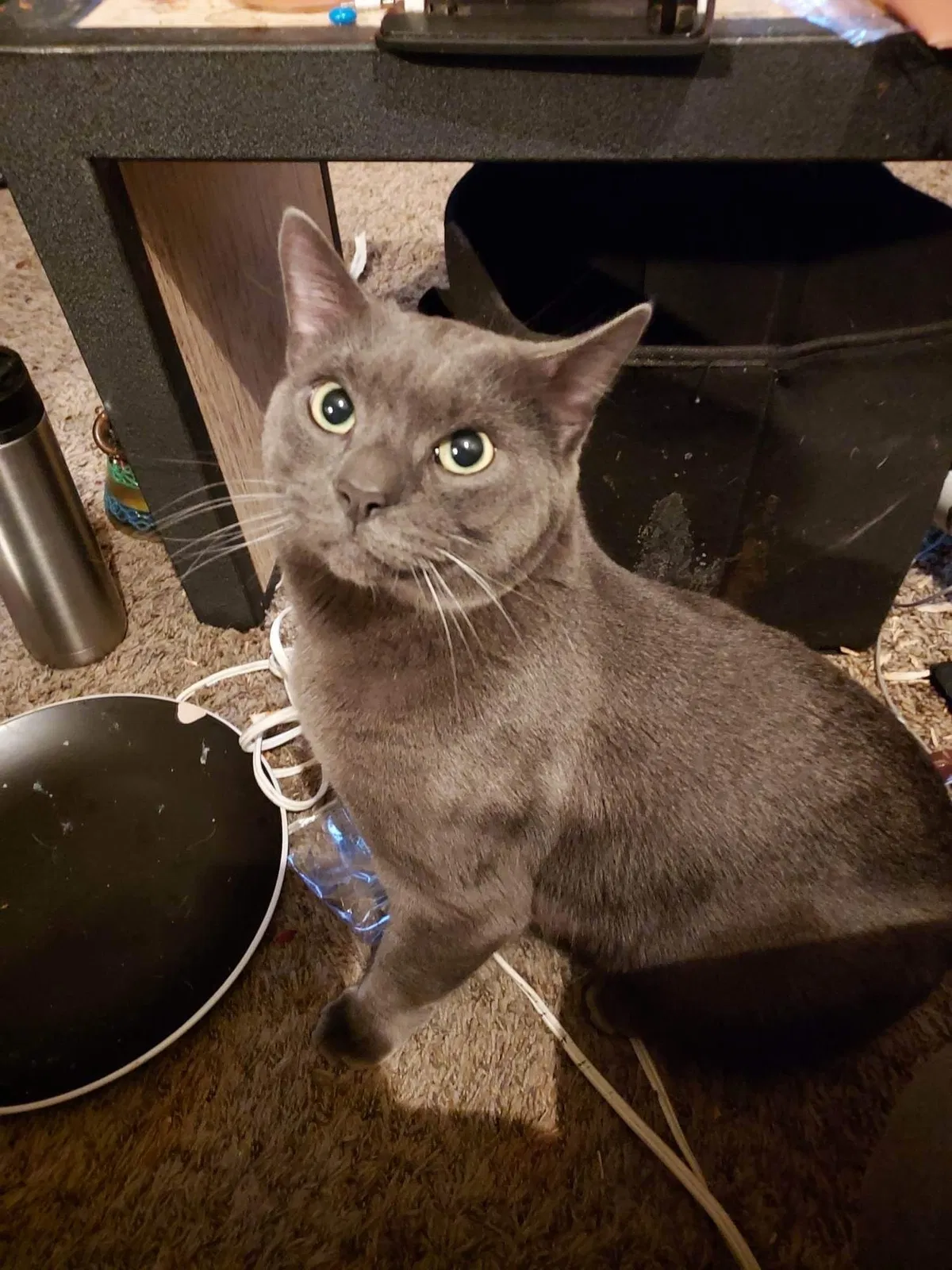 Lost cat in Muskegon, MI, 49442