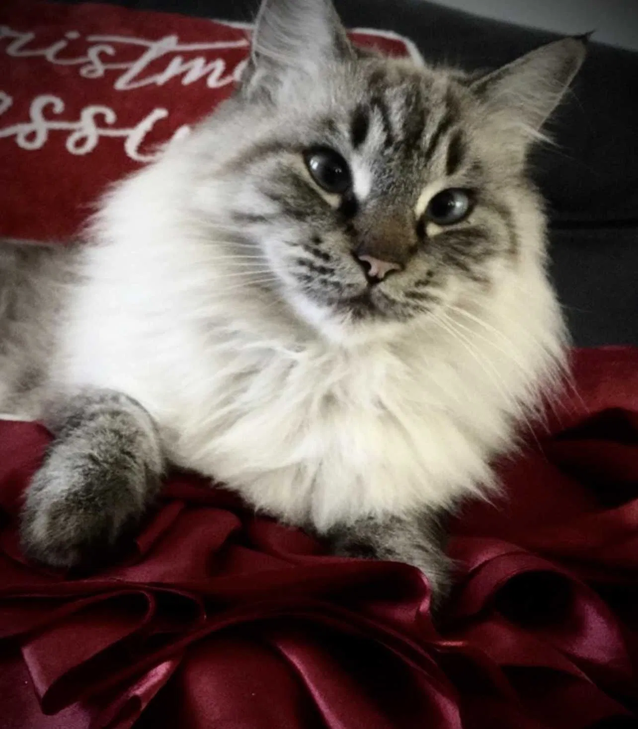 Lost cat in New Port Richey, FL, 34654
