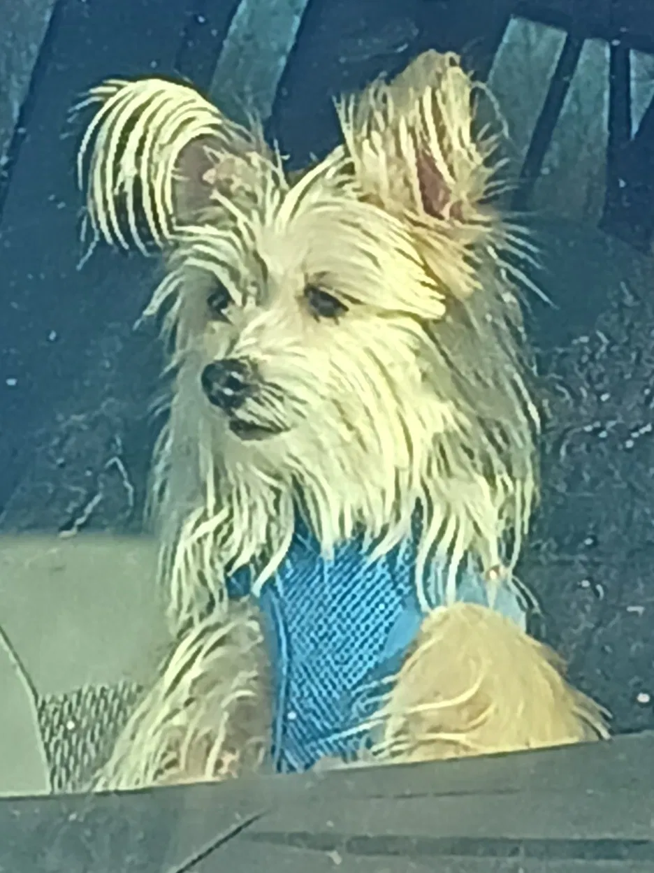 Lost dog in Catoosa, OK, 74015