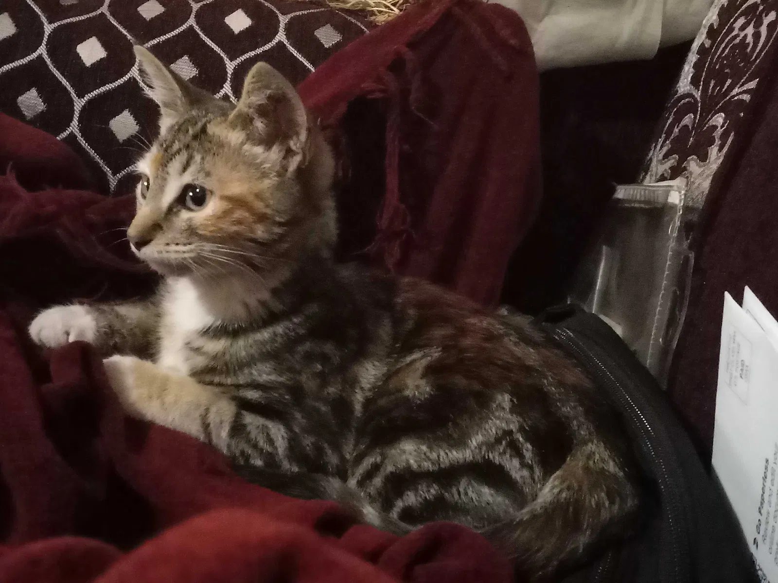 Lost cat in San Diego, CA, 92102
