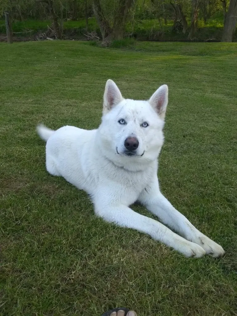 Lost dog in Sevierville, TN, 37876