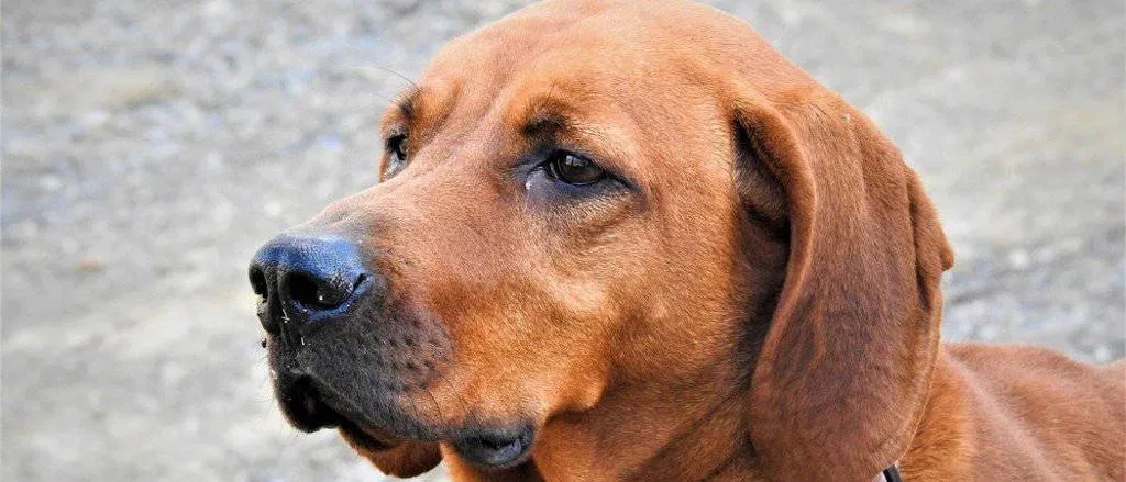 Lost dog in Sevierville, TN, 37876