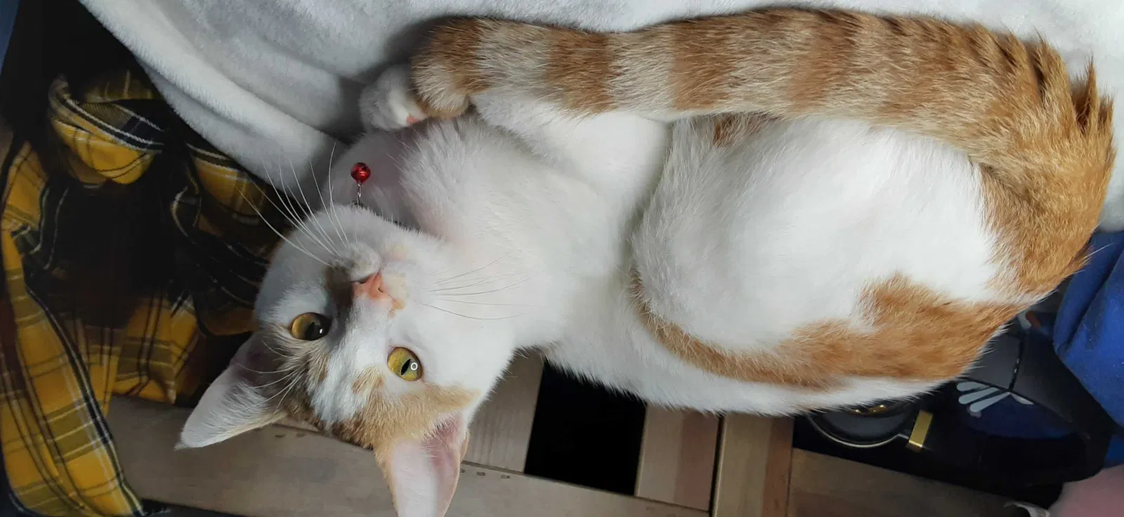 Lost cat in Clemmons, NC, 27012