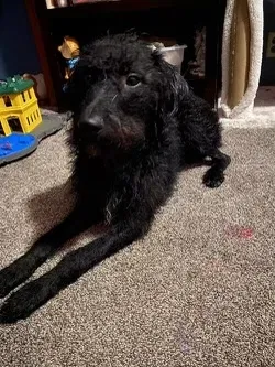 Lost dog in Bismarck, ND, 58501