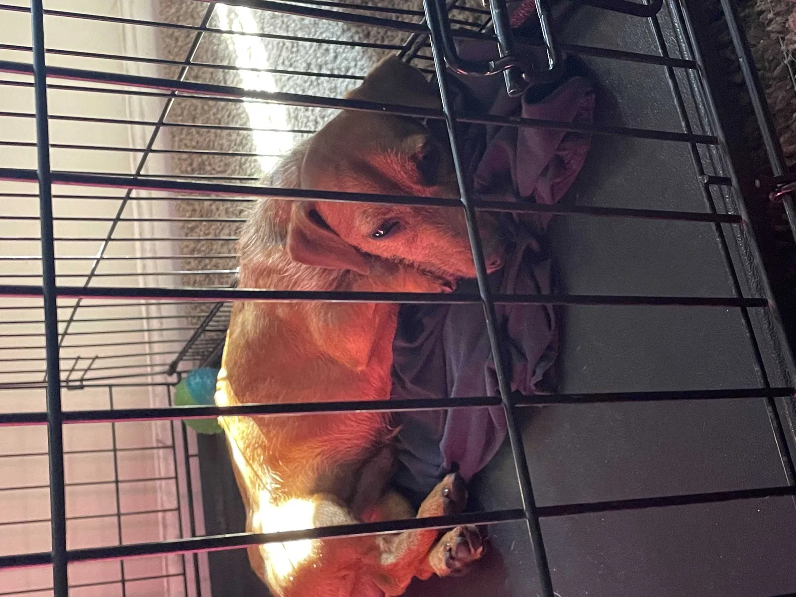 Found dog in Augusta, GA, 30906