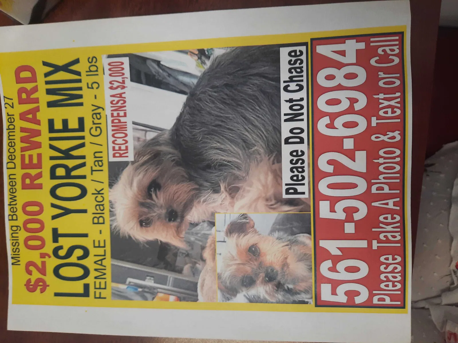 Lost dog in Lake Worth, FL, 33460