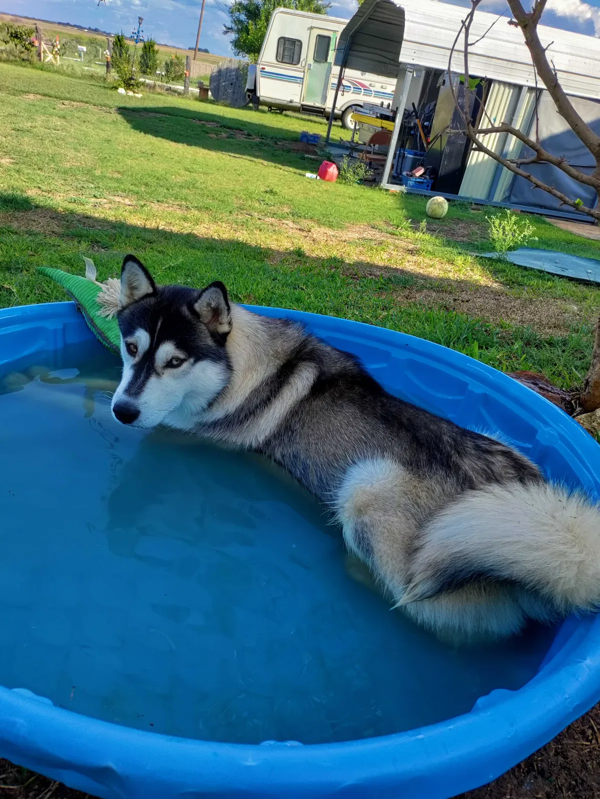 Lost dog in Itasca, TX, 76055