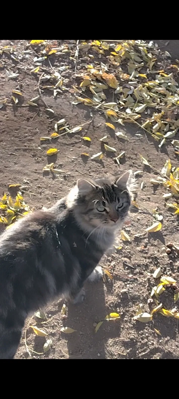 Lost cat in Moreno Valley, CA, 92553