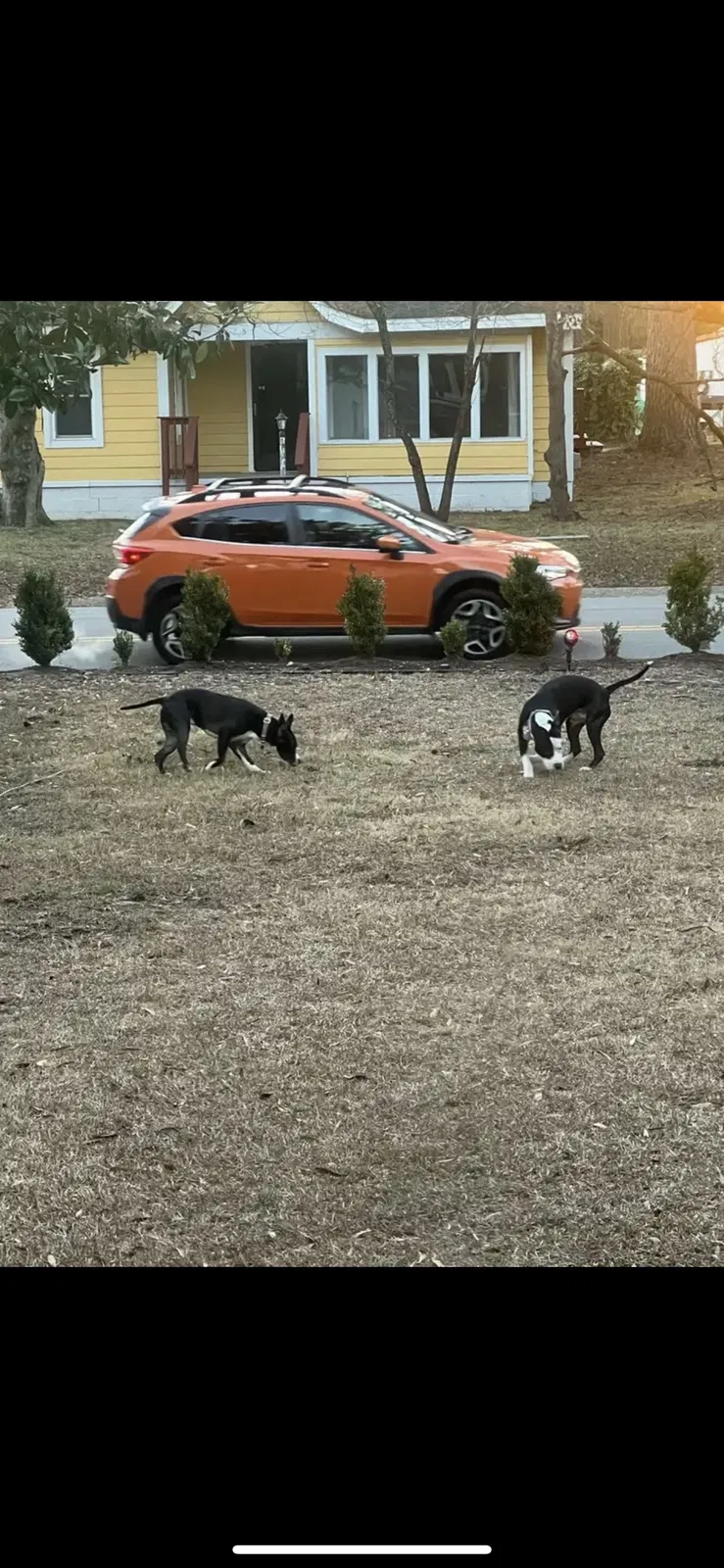 Lost dog in Fayetteville, NC, 28303