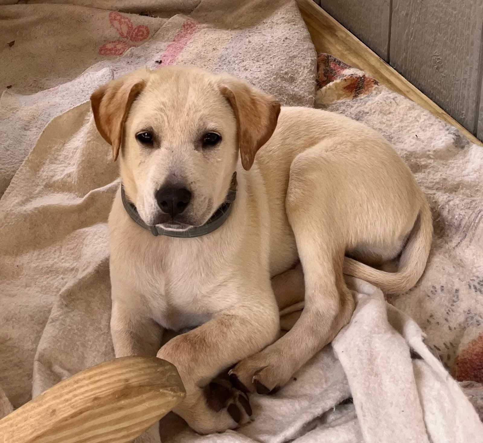 Lost dog in Livingston, TX, 77351