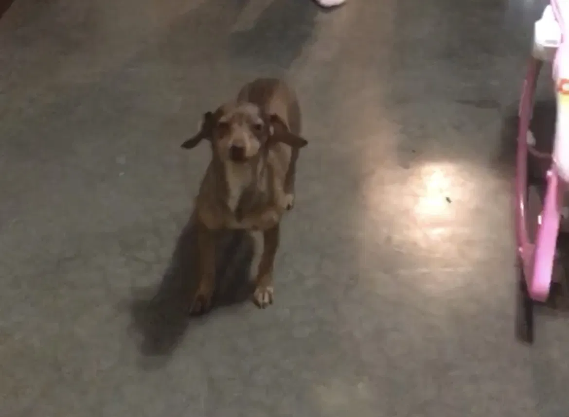 Lost dog in Amarillo, TX, 79108