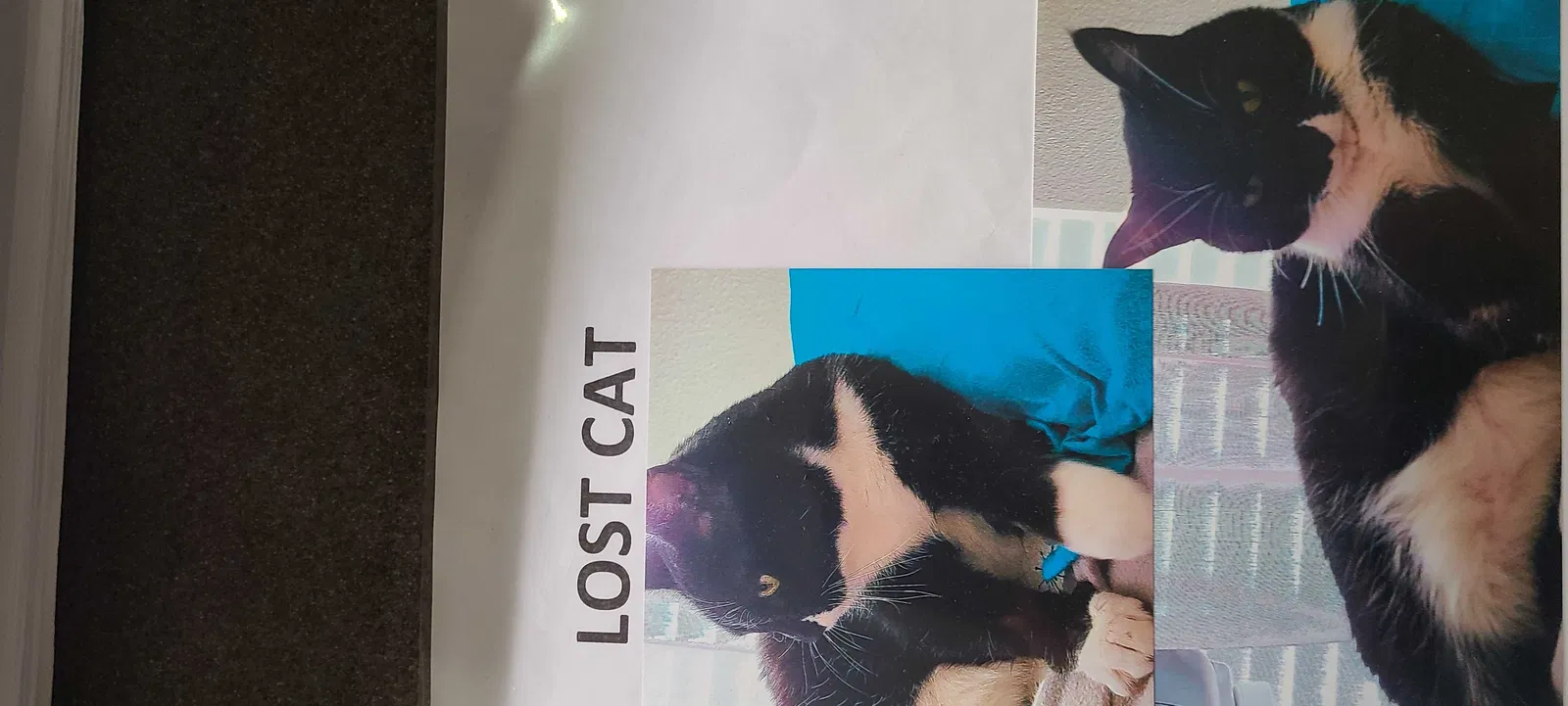 Lost cat in Plano, TX, 75093