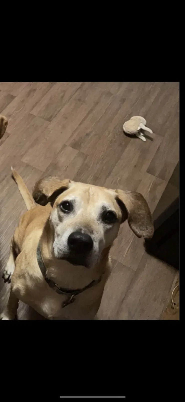 Lost dog in Middlesboro, KY, 40965
