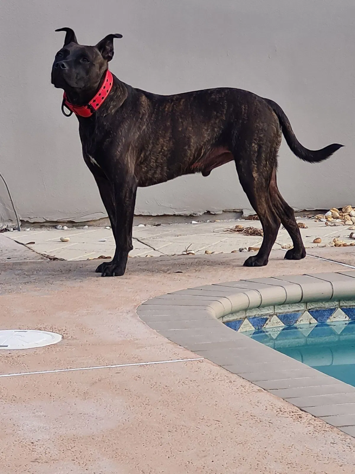 Lost dog in Fort Lauderdale, FL, 33309