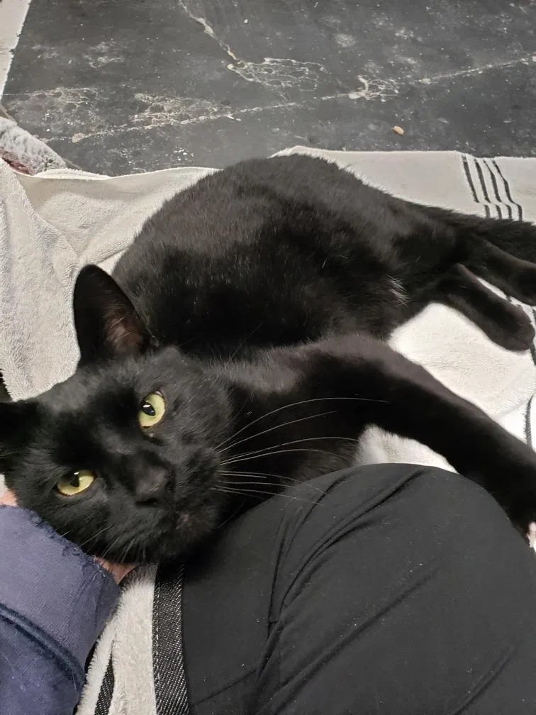 Found cat in Hesperia, CA, 92345
