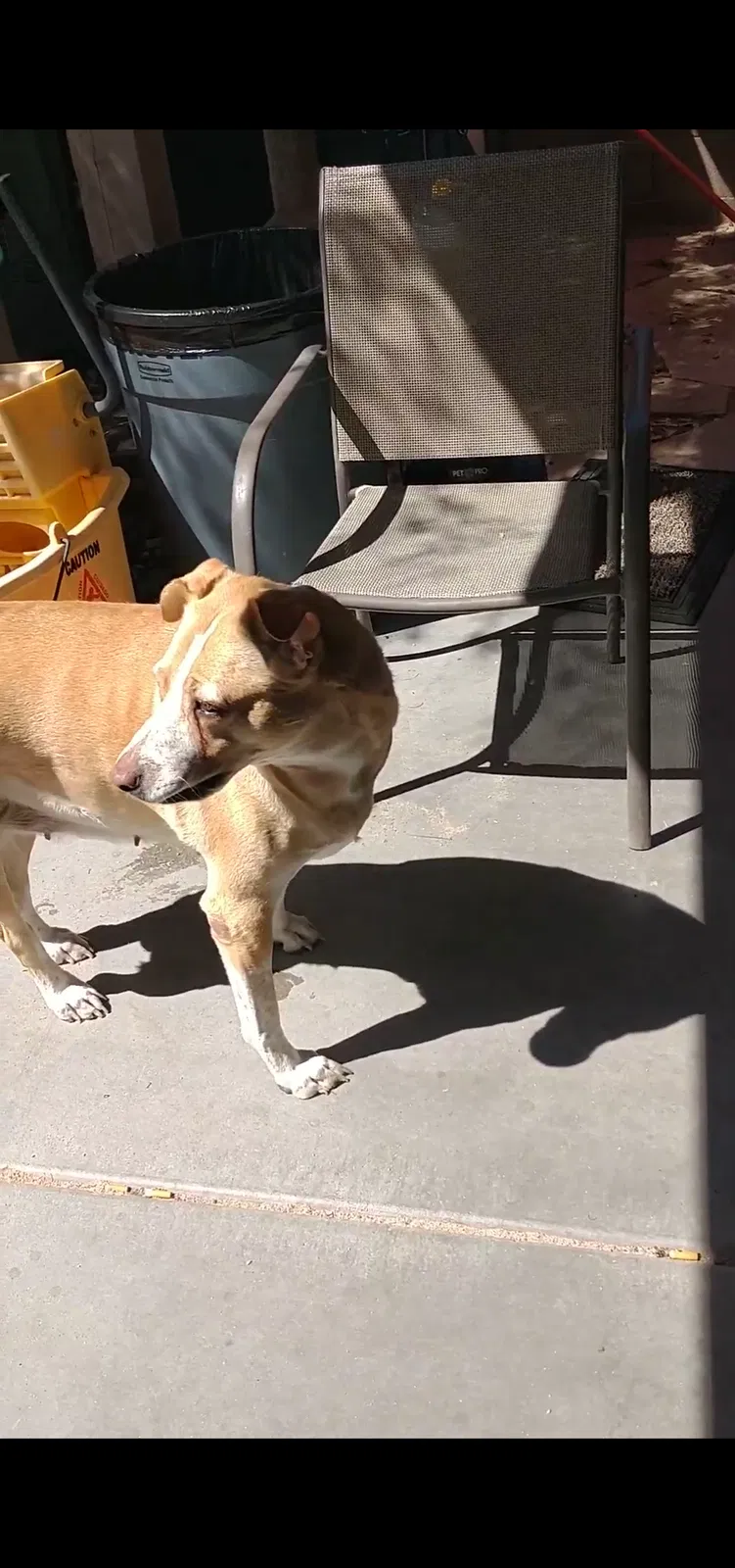 Lost dog in Buckeye, AZ, 85326