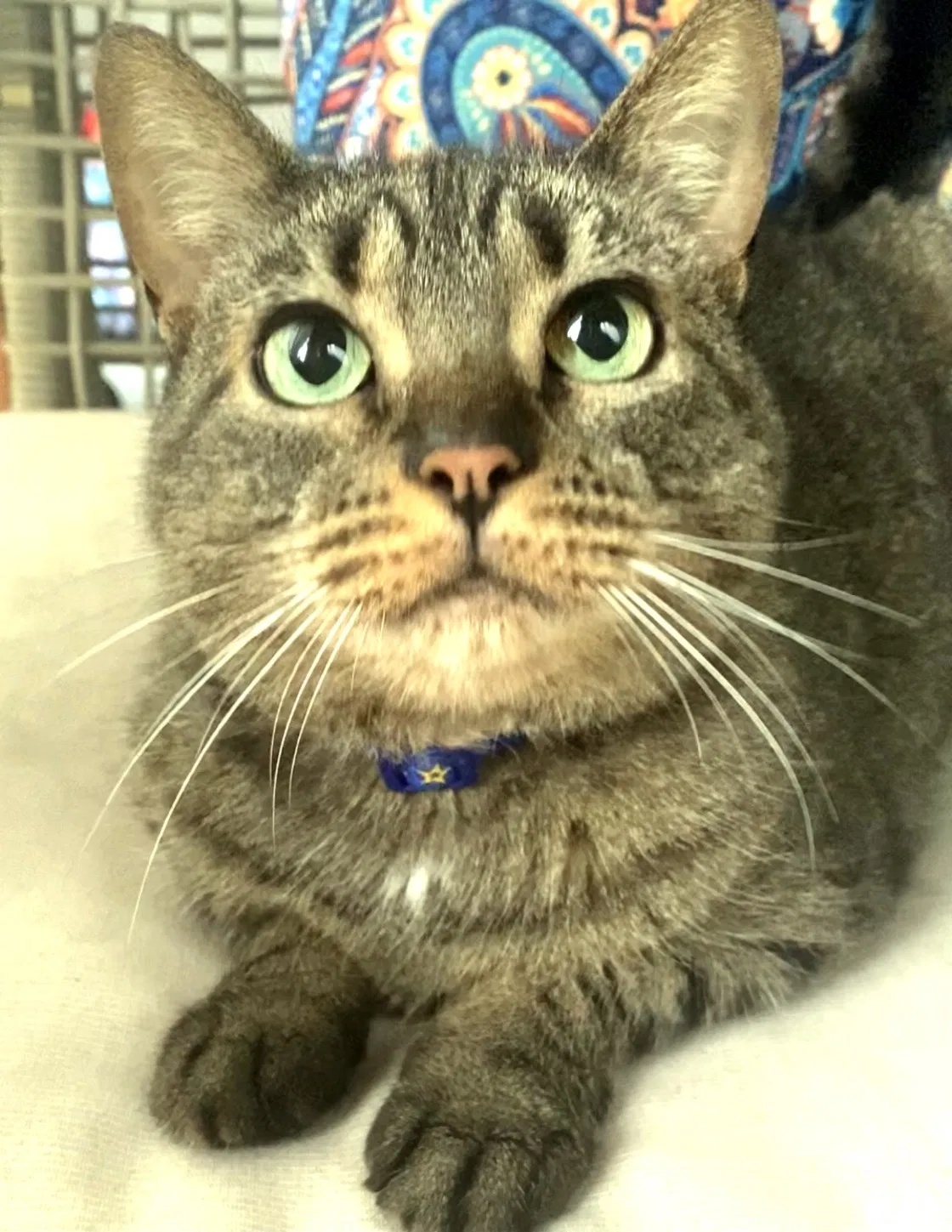 Lost cat in Tampa, FL, 33626