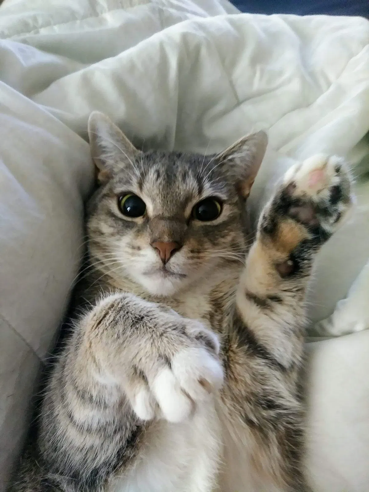 Lost cat in Rockwall, TX, 75087
