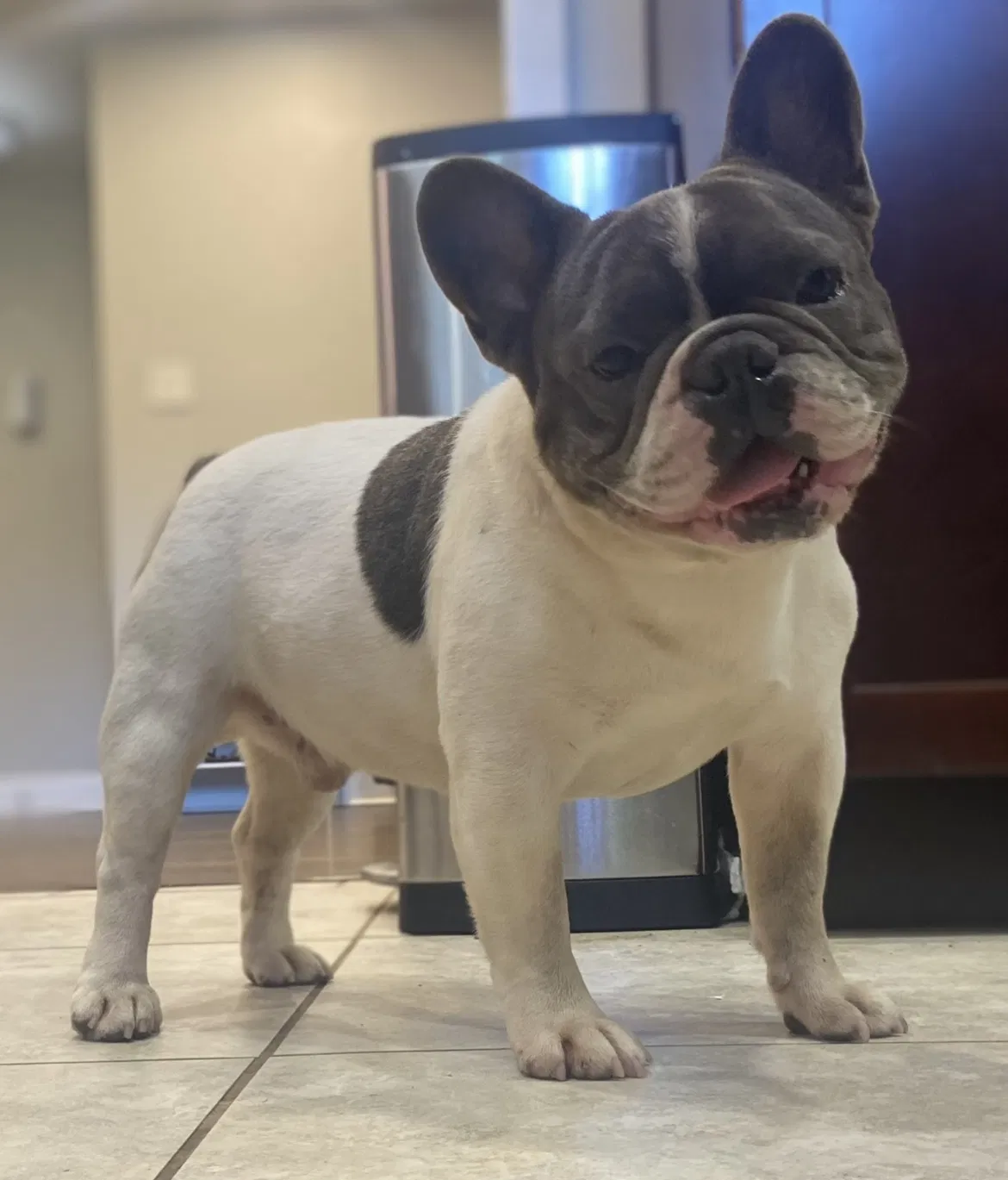 Lost dog in Houston, TX, 77074
